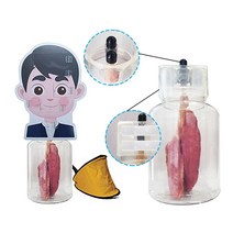 살아있는 폐모형 세트 LS03901 실제 정상폐 건강한폐, 여자, 1세트