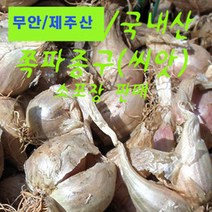 쪽파/종자/종구/씨앗/1kg단위/소포장/국내산쪽파종자, 1kg
