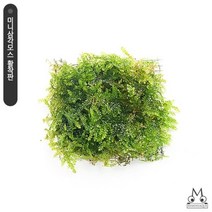 미니 삼각모스 활착판, 1개