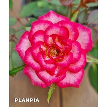 미니장미 매직케로셀 찔레장미, 1개