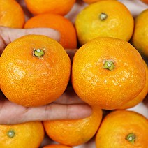 제주도 귤 5kg 고당도 감귤 노지감귤, 노지감귤 대과 5kg 2L