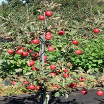 [가산원예조경] 미니사과(알프스오토메) 180cm*R4