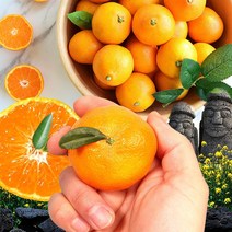 제주 감귤 서귀포 효돈 프리미엄 고당도 하우스 귤, 3kg 소과 (2S-S), 제주도 하우스감귤