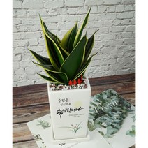 [축하 Ver2] 승진 영전 진급 개업 이사 집들이 사무실 화분 인쇄문구, 산세베리아