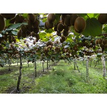 DR키위나무 골드키위 키 150cm(분)