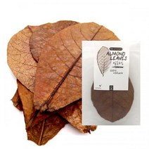 세틀 오가닉닥터 알몬드잎 (10pcs), 단품