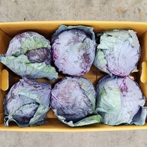 야채24닷컴 적채 적양배추 6통(개), 1개