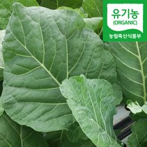 담양 유기농 케일 즙용 녹즙용, 1박스, 2kg