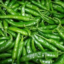 [산정] 맛있게 매운 청양고추, 국내산 청양고추(상) 10kg