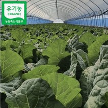 농가직송 유기농 녹즙 케일 1 2 3kg, 1kg