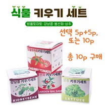 쉬운 식물키우기 재배 키트 방울토마토 강낭콩 봉선화 상추 취미 학습용, 봉선화 10p