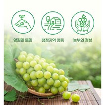 입안 가득 달달한 샤인머스켓 2kg, 샤인머스켓 2kg (4-5수)