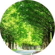 제이앤메이드 샤려니숲향 인공향 프래그런스오일, 500ml