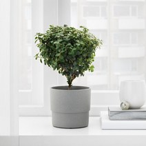 이케아 NYPON 뉘폰 플라스틱 실내외 화분 높이선택, 9cm