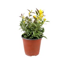 갑조네 개나리자스민 꽃화분 공기정화식물, 1개