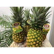 고당도 파인애플 (Pineapple) 2 / 12kg 신선과일 가락시장, (특1등급) 파인애플 1개(2kg내외)