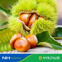 [부여군농협] 굿뜨래 햇 알밤 2kg 특사이즈, 1개