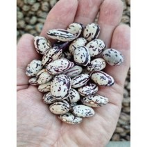 호랑이강낭콩 강낭콩(혼합) 찰기장 햇호라산밀 22년산, 호라산밀