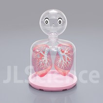 (JLS) 호흡의구조모형 (폐호흡원리 폐의 수축 팽창) 허파실험장치