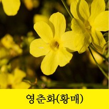 순희농장 영춘화(황매) 영춘화분, 영춘화   (분/묘 1개)