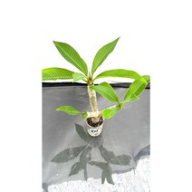 [골든플랜트] 러브하와이 실내인테리어 공기정화식물, 1개