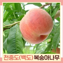복숭아나무 묘목 백도복숭아 천중도 R3cm 결실주(분) 1개