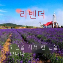 꽃씨 꽃씨 사계절 살기 편한 게상꽃 코스모스 백일초 야생화조합 개화 야외화초 화분심기 마당 실내사계 꽃 다수학생 단순눈 왜소봉혼색계상 꽃 1 고양이, 라벤더 씨앗 1파운드