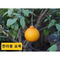 한라봉 묘목 [해밀원예조경], 1개