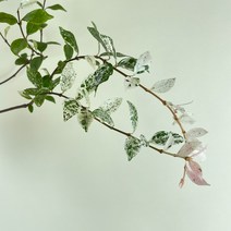 내뜰에 오색마삭줄 초설백화등 마삭나무 마삭줄 Asian jasmine