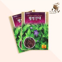 웰빙잔대 1g 미래종묘 민속특수 씨앗