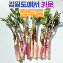 자연산두릅 땅두릅 눈꽃 두릅 500g 1kg, 자연산땅두릅 1kg(4인가족), 1개