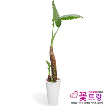 꽃뜨랑 개업화분 전국당일꽃배달 스투키 행운목 금전수 황금죽, 1개, a24 알로카시아