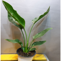 에덴농원 토종극락조(꽃이 피는극락조) 목대가 있어요