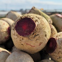 제주도 산지발송 레드비트 5kg/개당300g이상, 단품