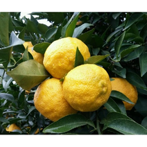 고흥유자즙(유자진액) 15포 유자차 유자청 엑기스 유자음료