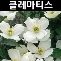 클레마티스(큰꽃으아리) 글랜디플로라 포트 1개/꽃숙근/조경용