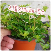 꽃나라엘리스 신홀리페페-중소-밤에는 산소를 퐁퐁 내뿜는 착한..