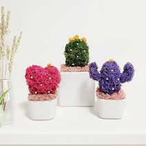 스칸디아모스 천연 이끼 집에서 키우기 쉬운 음지식물, M, 용신목(만세 선인장), 모스그린