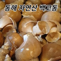 국내산 자연산 동해 활 생물 백고동 1kg(산소포장) 소 중 대 1kg 20 30 40 50 미 조업 산지직송, 자연산 백고동 중대 1kg(산소포장/20/30미)