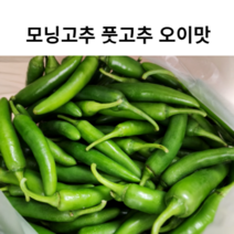 모닝고추 모닝 1kg 2kg 5kg 고추 아삭한 오이맛고추 풋고추 맵지않은 고추 국산 국내산 식닥용 대량고추 장아찌용 장아찌고추 절임용고추