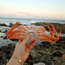 자연맛남 [신선담다] 산지직송 자숙 홍게 3kg 10-12미 수율별, 2. 홍게 3kg (수율70-80%)