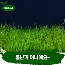 [아쿠아유쥬]불꽃모스(소스컵 1컵) 음성 수초 어항 수초 키우기 모스 활착