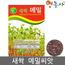 메밀 새싹 씨앗 30g 새싹채소 키우기 종자, 새싹메밀씨앗 30g