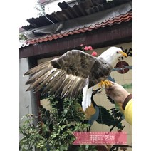 모조 깃털 독수리 에어컨실외기비둘기퇴치 까마귀퇴치법 까치퇴치기 비둘기퇴치법 비둘기가싫어하는것, 회백색 노랑 몸길이 32cm개