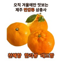 한라봉 햇살담은 제주 한라봉 새콤달콤 <중소><대> 1.5kg 3kg 더나은팜, 한라봉3kg중소(10~14과)” class=”wr-img”></a></div></div></div></div><div class=