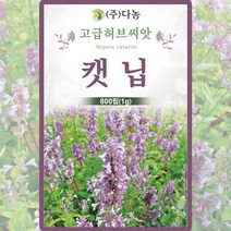 캣닙 씨앗 캣닙 씨 허브 종자 800립, 1개