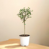 심플한 외목대 수형 올리브 나무 공기정화식물, 올리브 나무 (포트분)