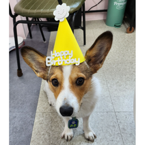 라온하개 반려동물 미니꼬깔 강아지 생일파티 기념일, 핑크