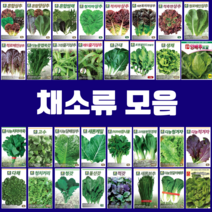 채소 씨앗 엽채류 모음 궁채나물 모듬 상추 쌈채 양상추 치커리 청경채 갓 케일 텃밭, 7.흑치마, 1개