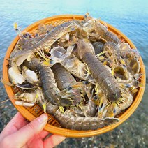 통영 자연산 갯가재 1kg 활갯가재 살아있는 쏙 들치 딱새 제철, 1개